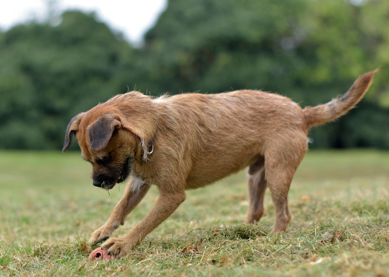 Border terrier met bal in het gras