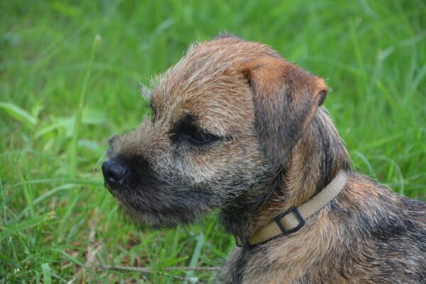 Border terrier puppy