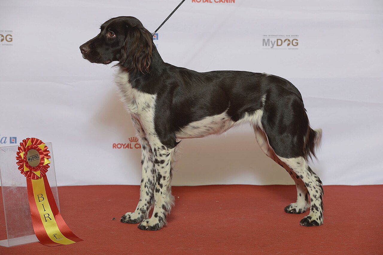 Kleine Münsterländer staande jachthond