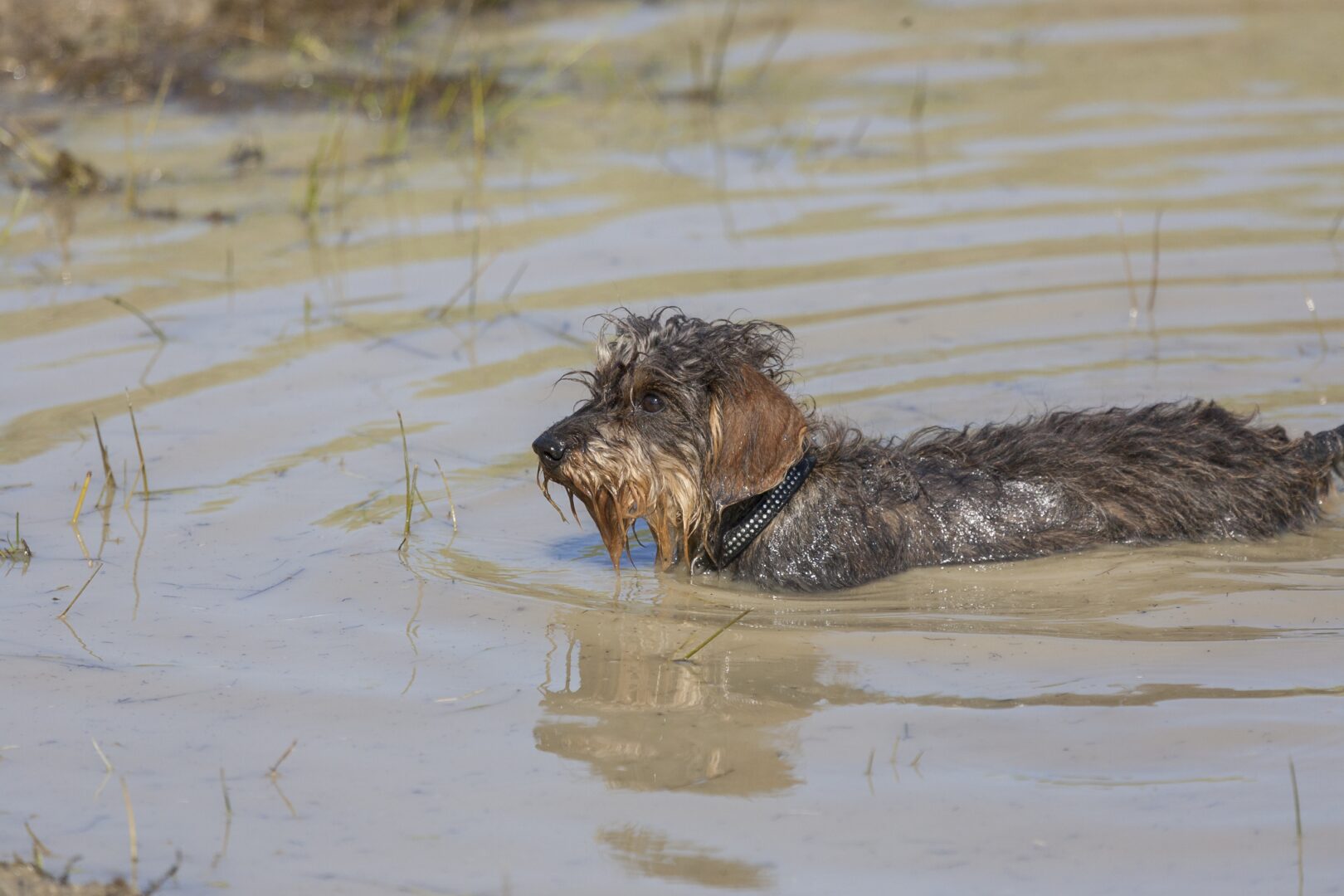Ruwharige teckel staand in een plas water