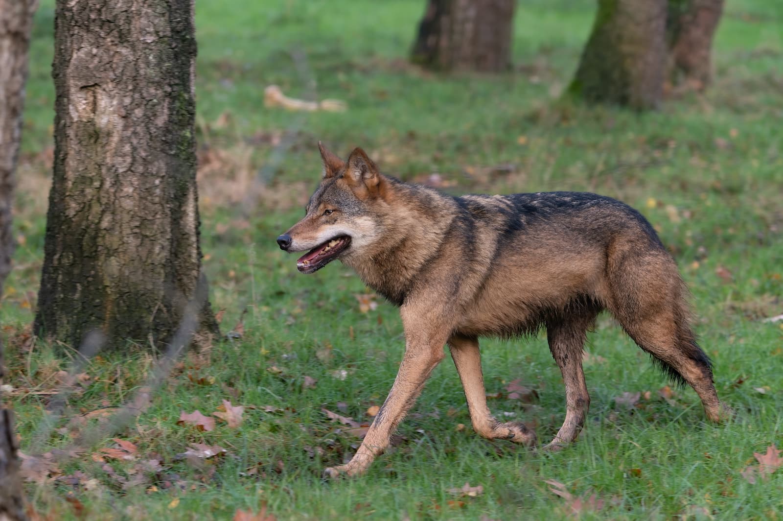 Wolf in natuurlijk landschap