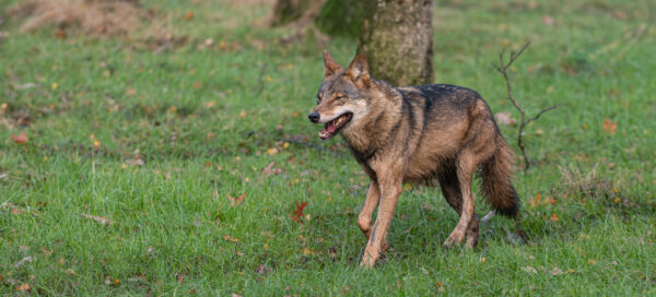Wolf foto door Michael Migos