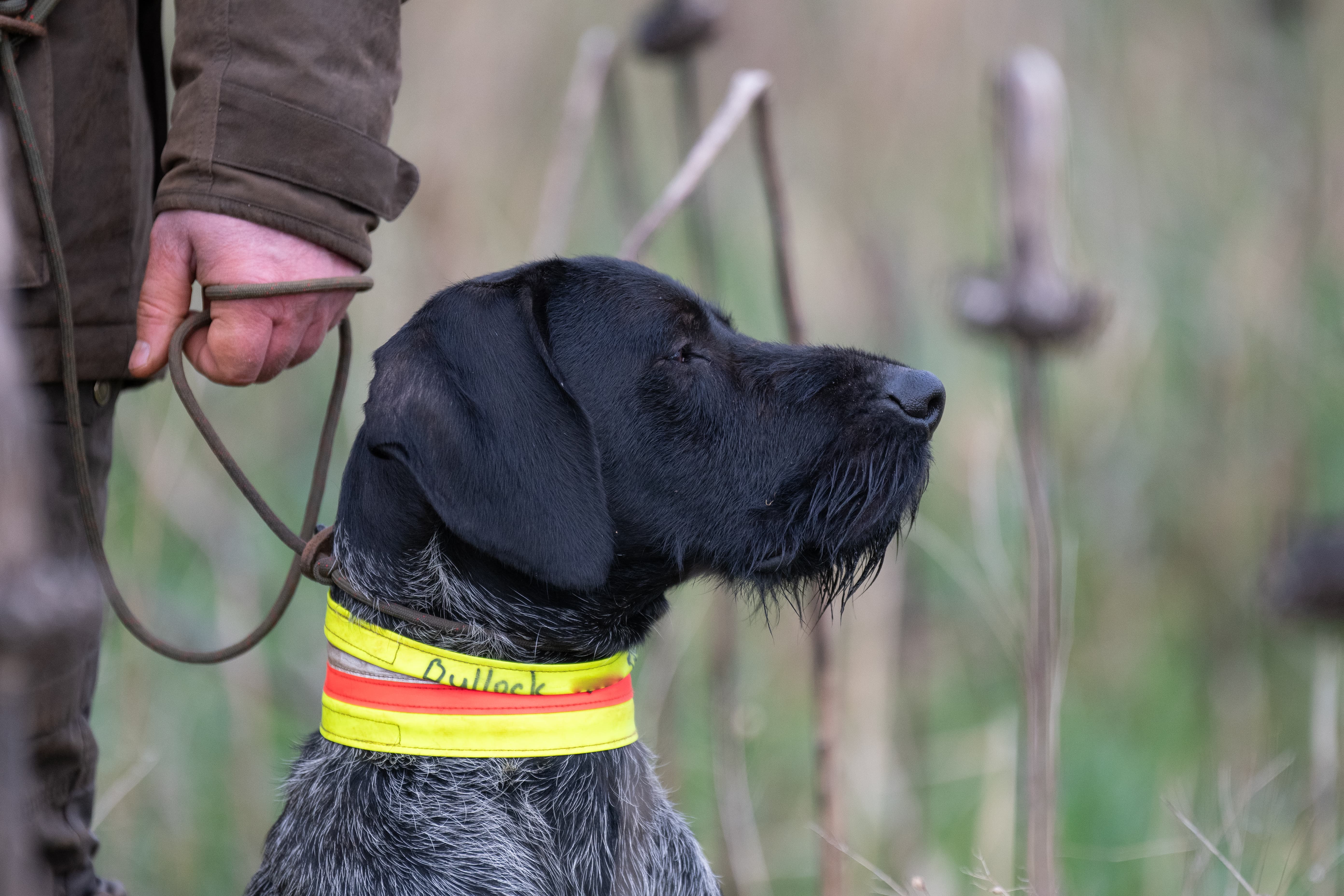 Duitse Staande Draadhaar aan de lijn tijdens VJP met voorjager in veld