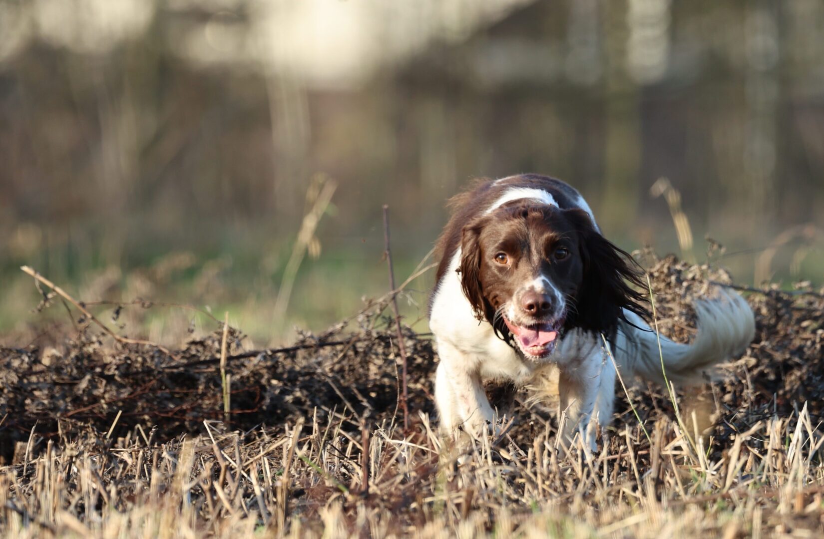 Heidewachtel in het veld