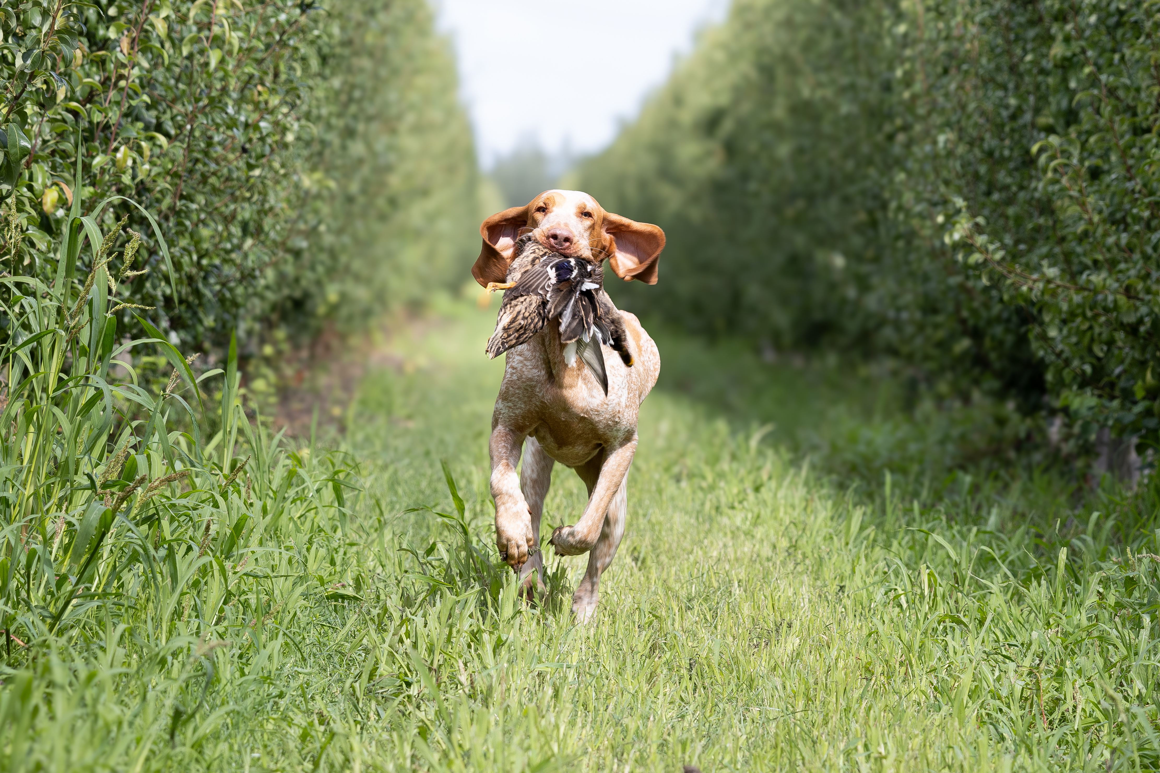 Bracco Italiano apporteert wild in het veld