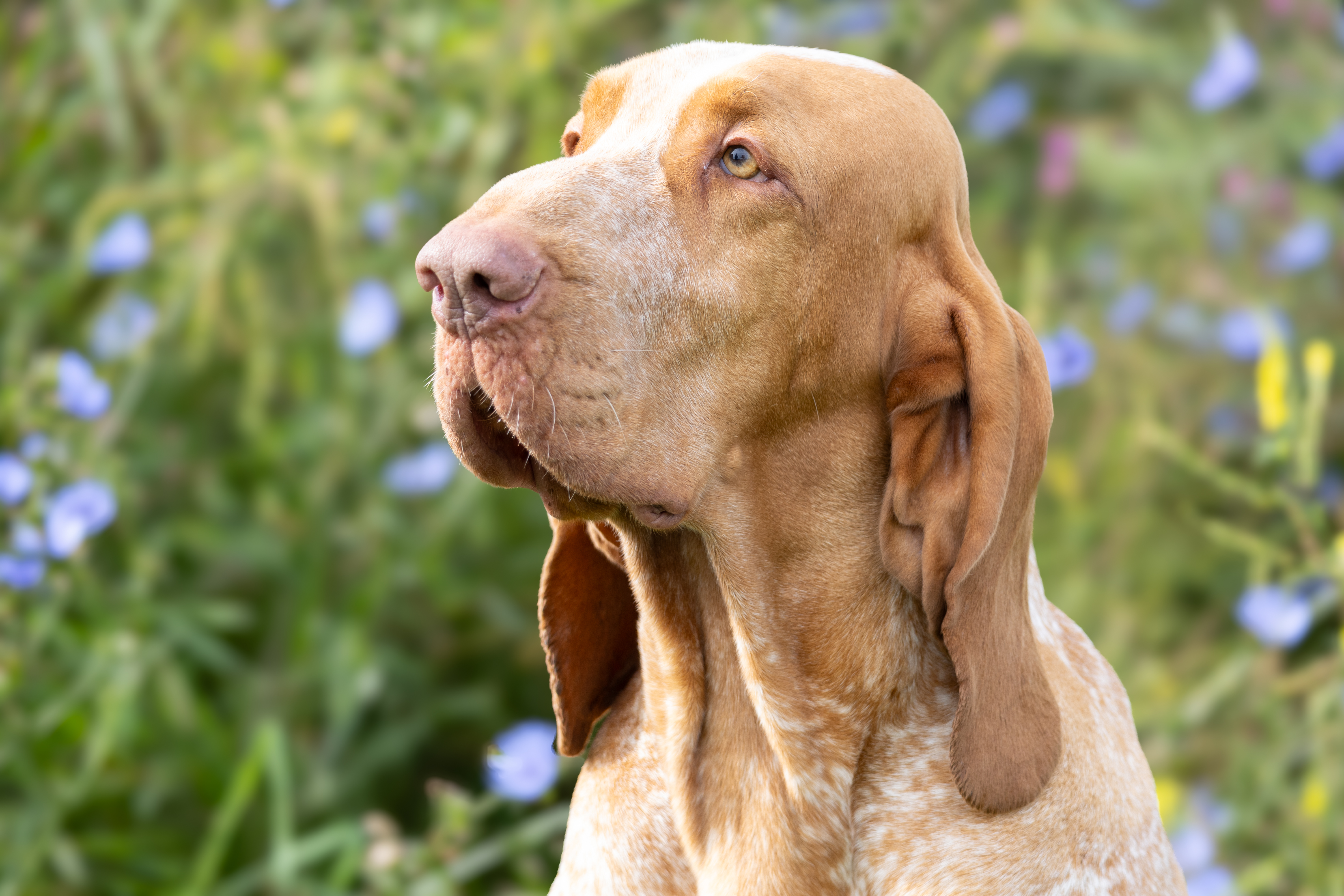 Kop van een Bracco Italiano