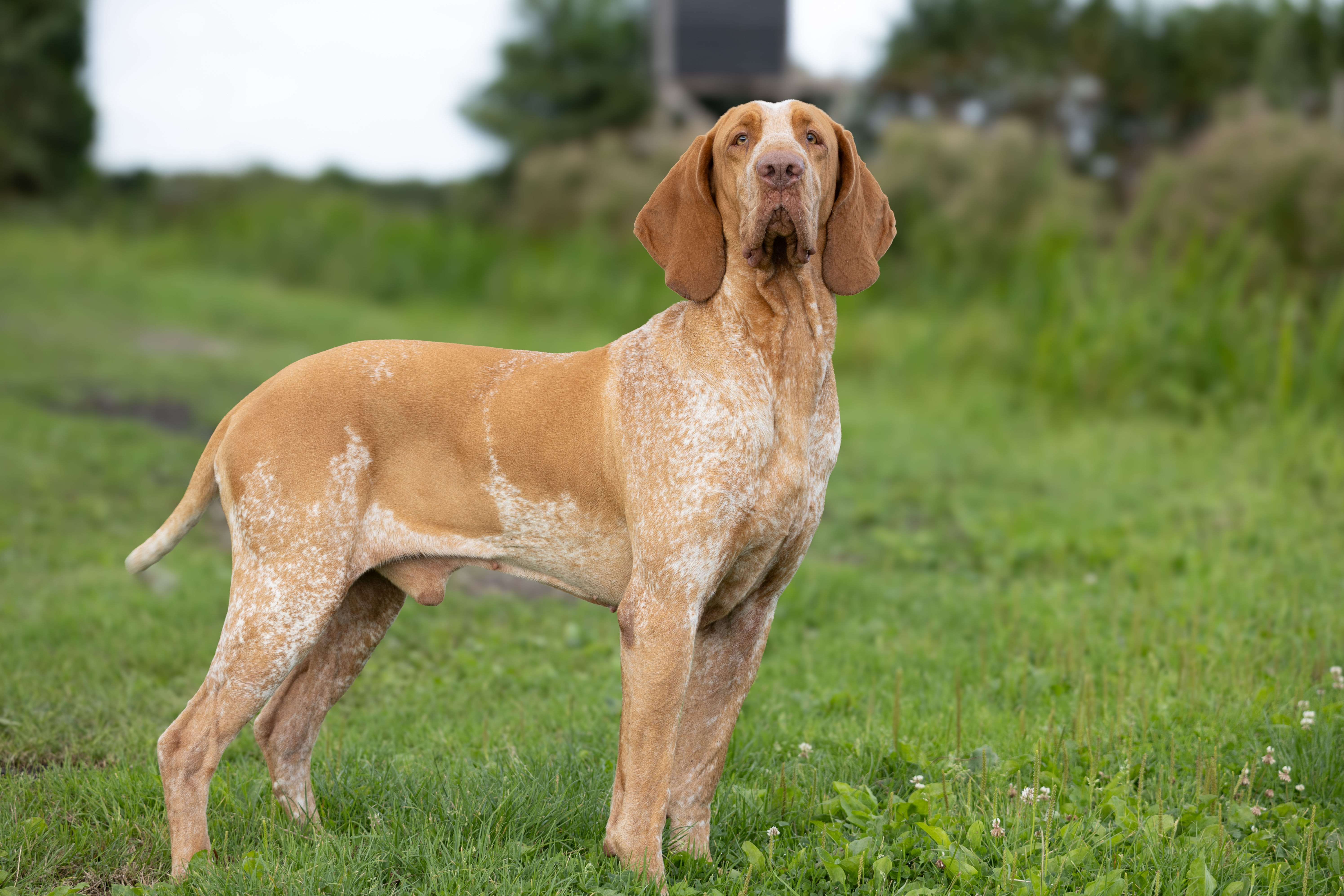 Bracco Italiano rasbeeld