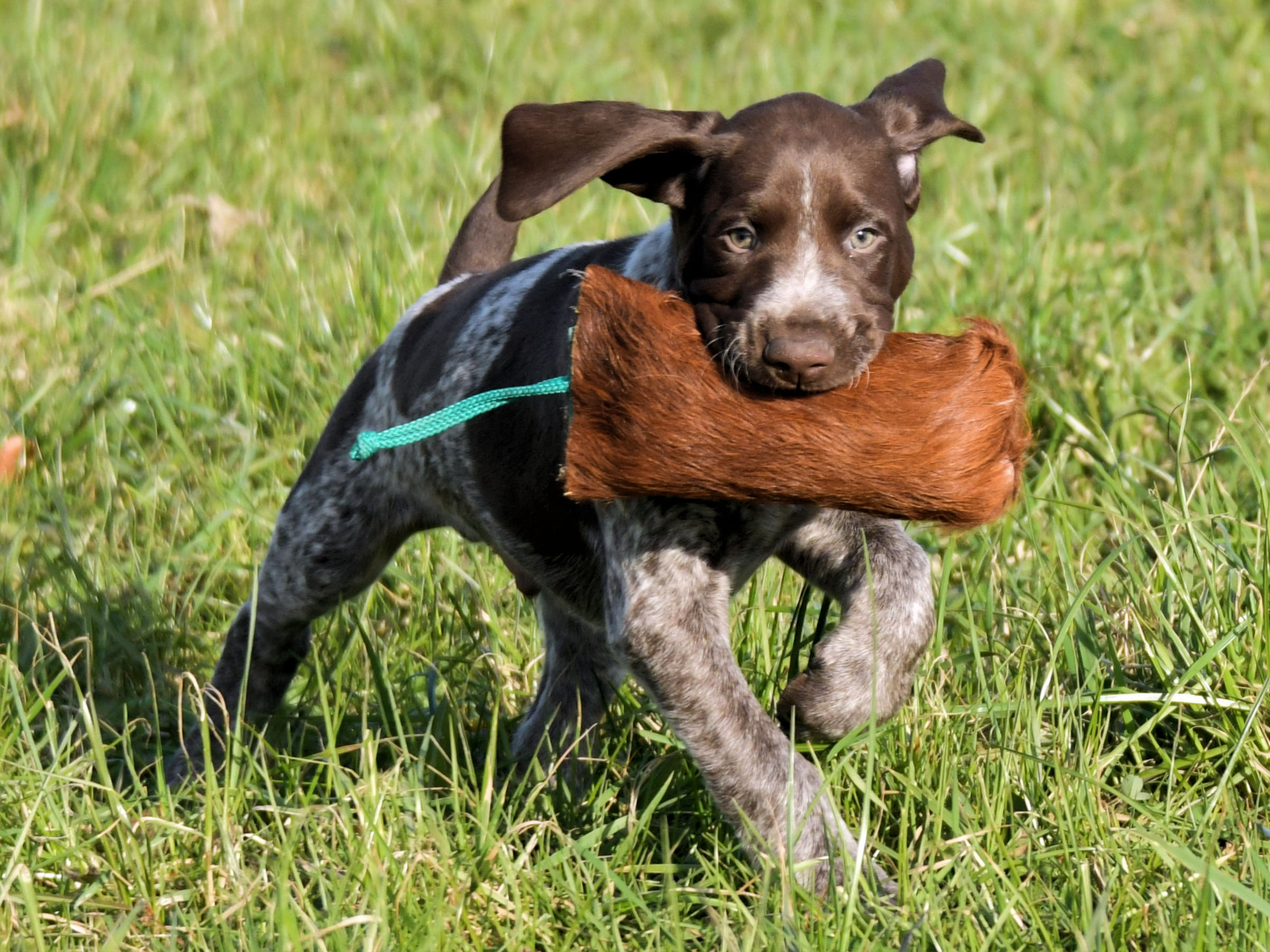 Pup van Duitse Staande Korthaar traint met dummy