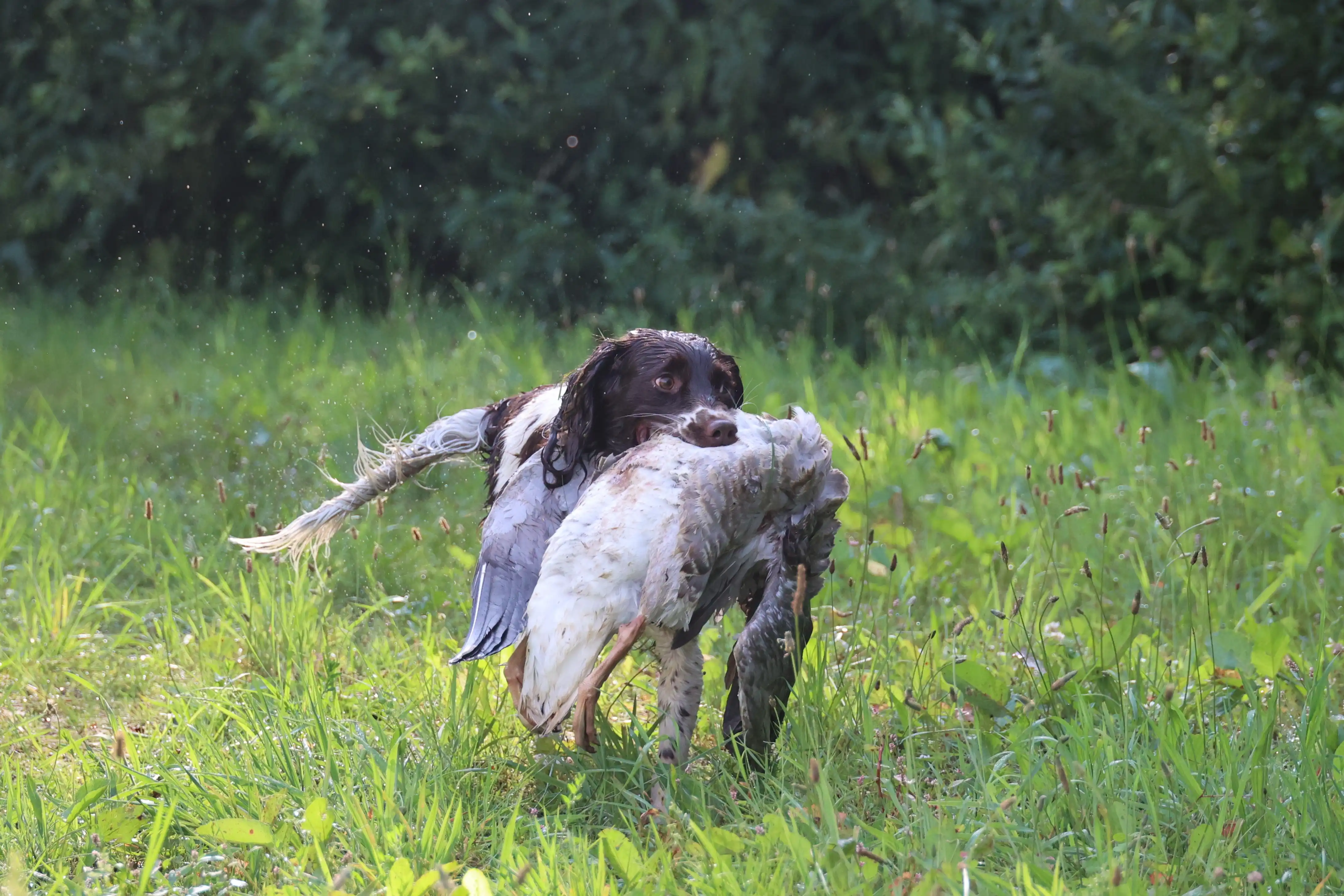 Engelse Springer Spaniel apporteert een gans