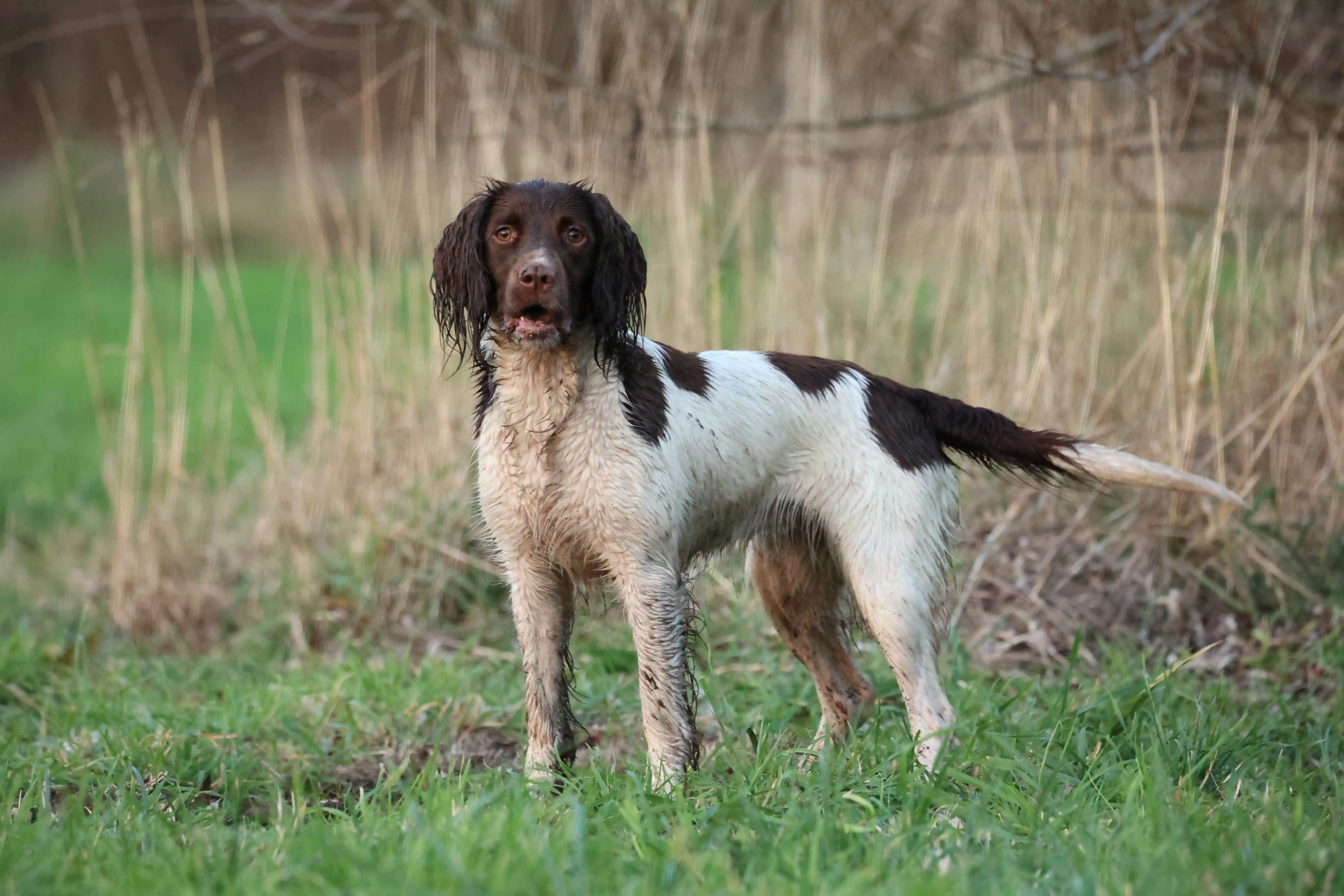 Engelse Springer Spaniel na buitenwerk