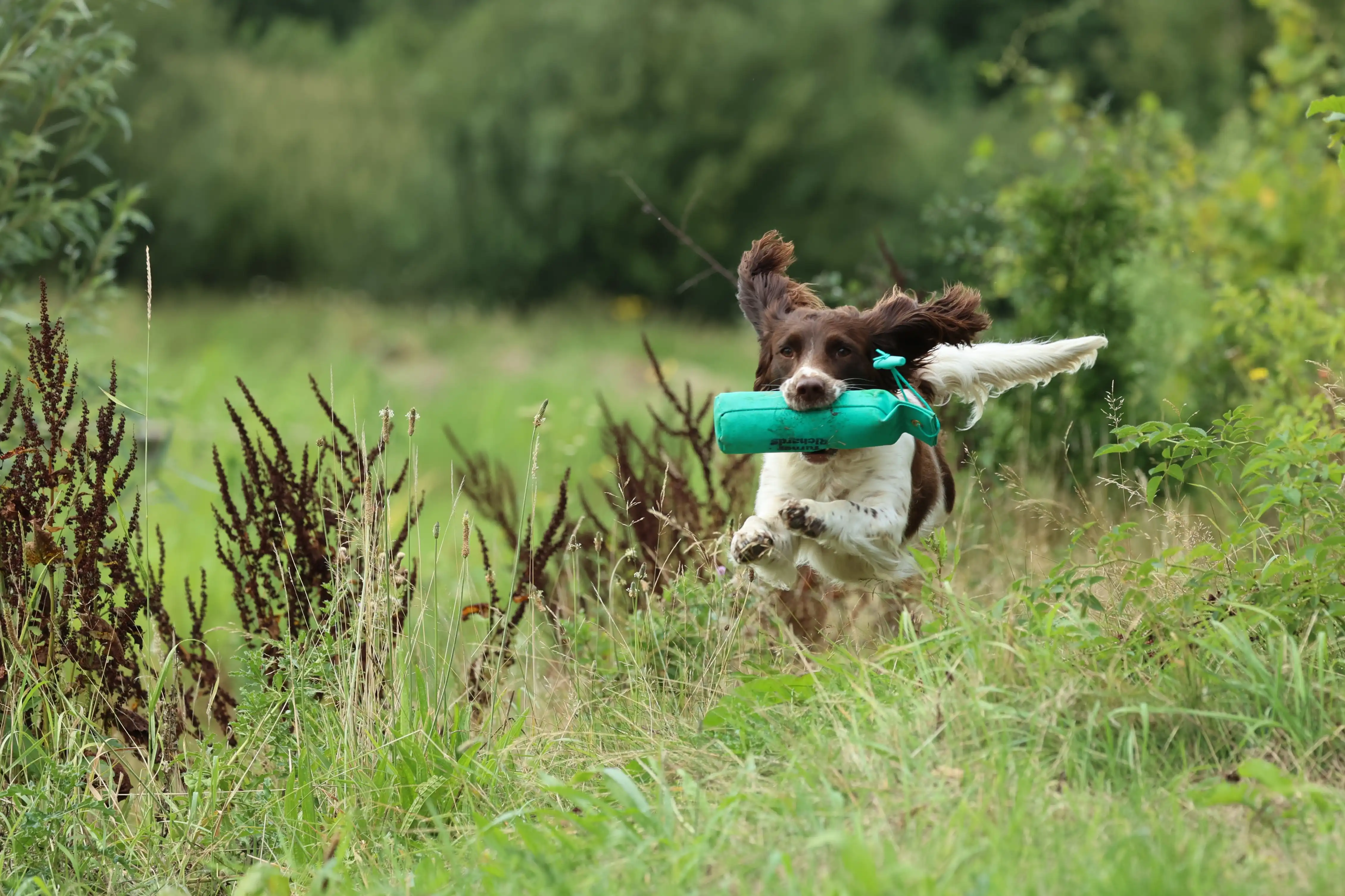 Engelse Springer Spaniel traint met apporteerdummy