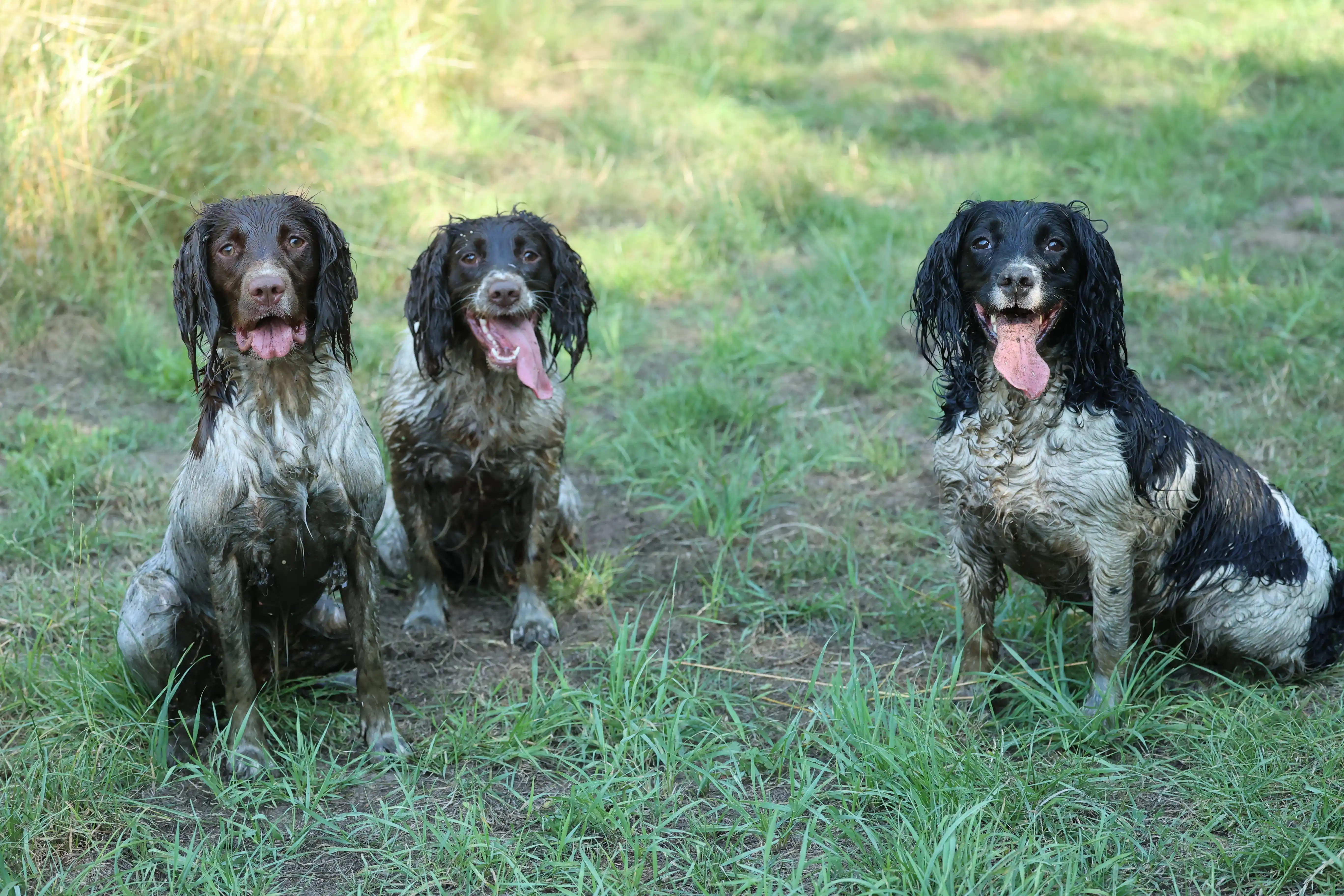 Natte Engelse Springer Spaniels