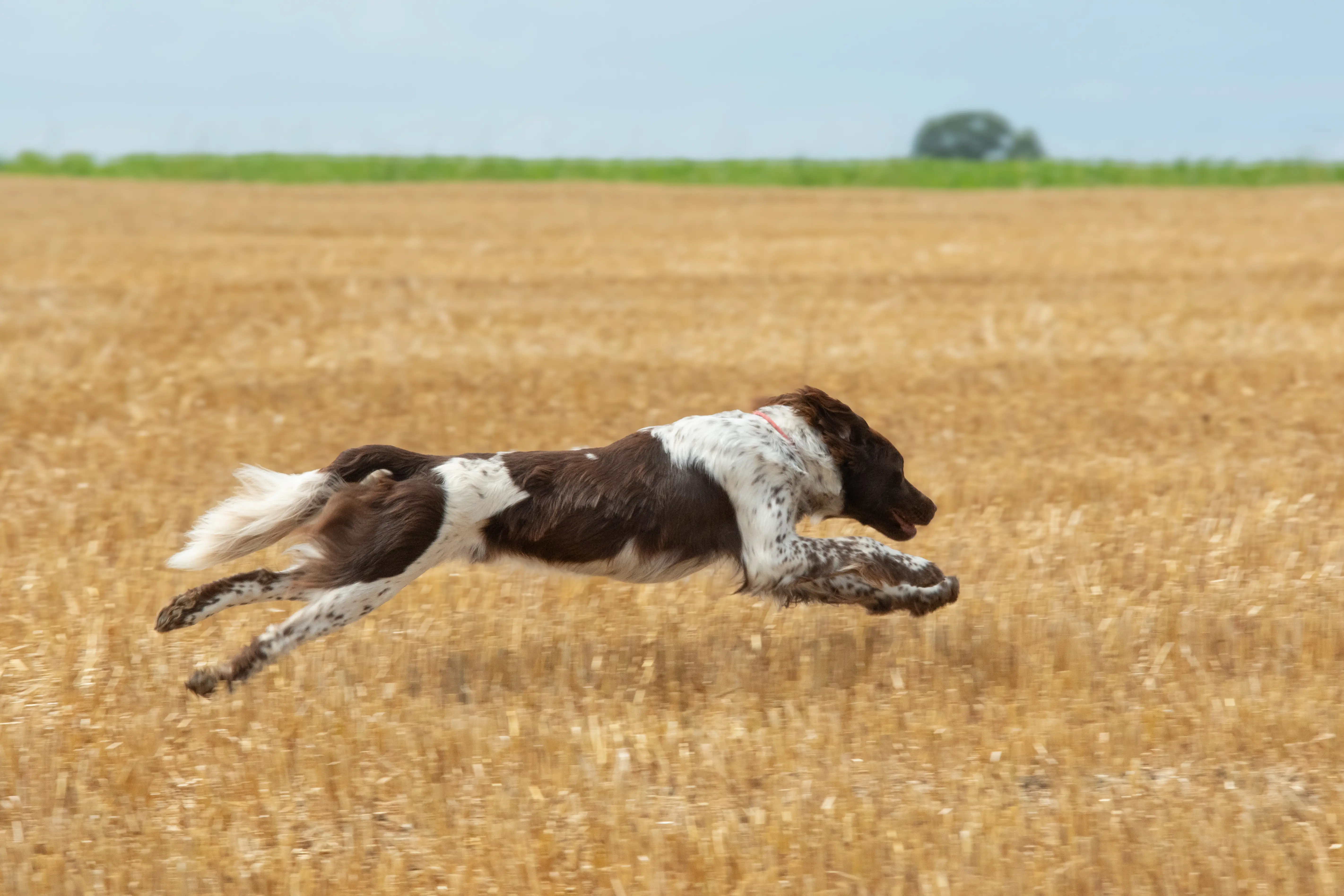 Heidewachtel rent over een open veld