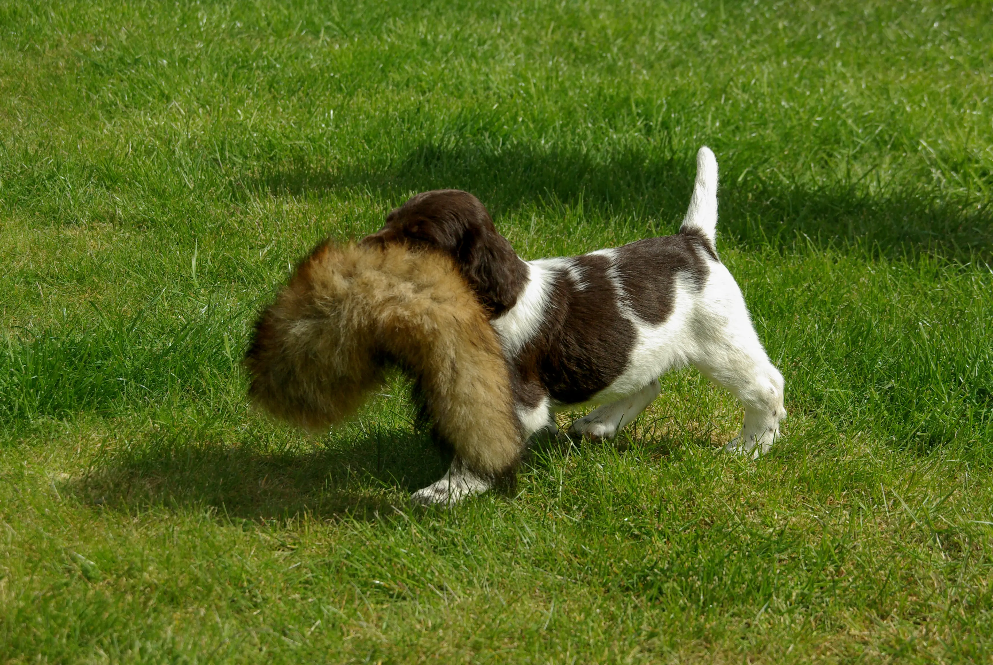 Heidewachtel pup traint met apporteerwild