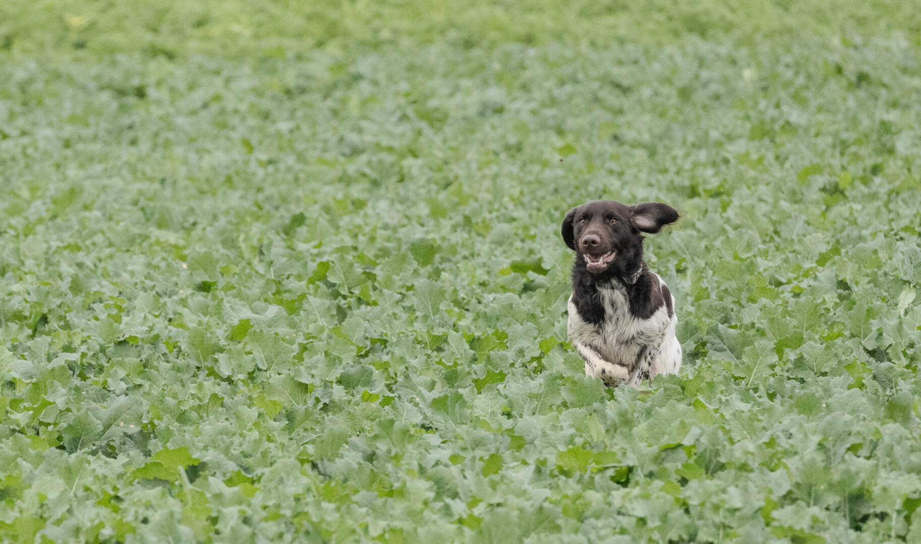 Heidewachtel zoekt door het veld
