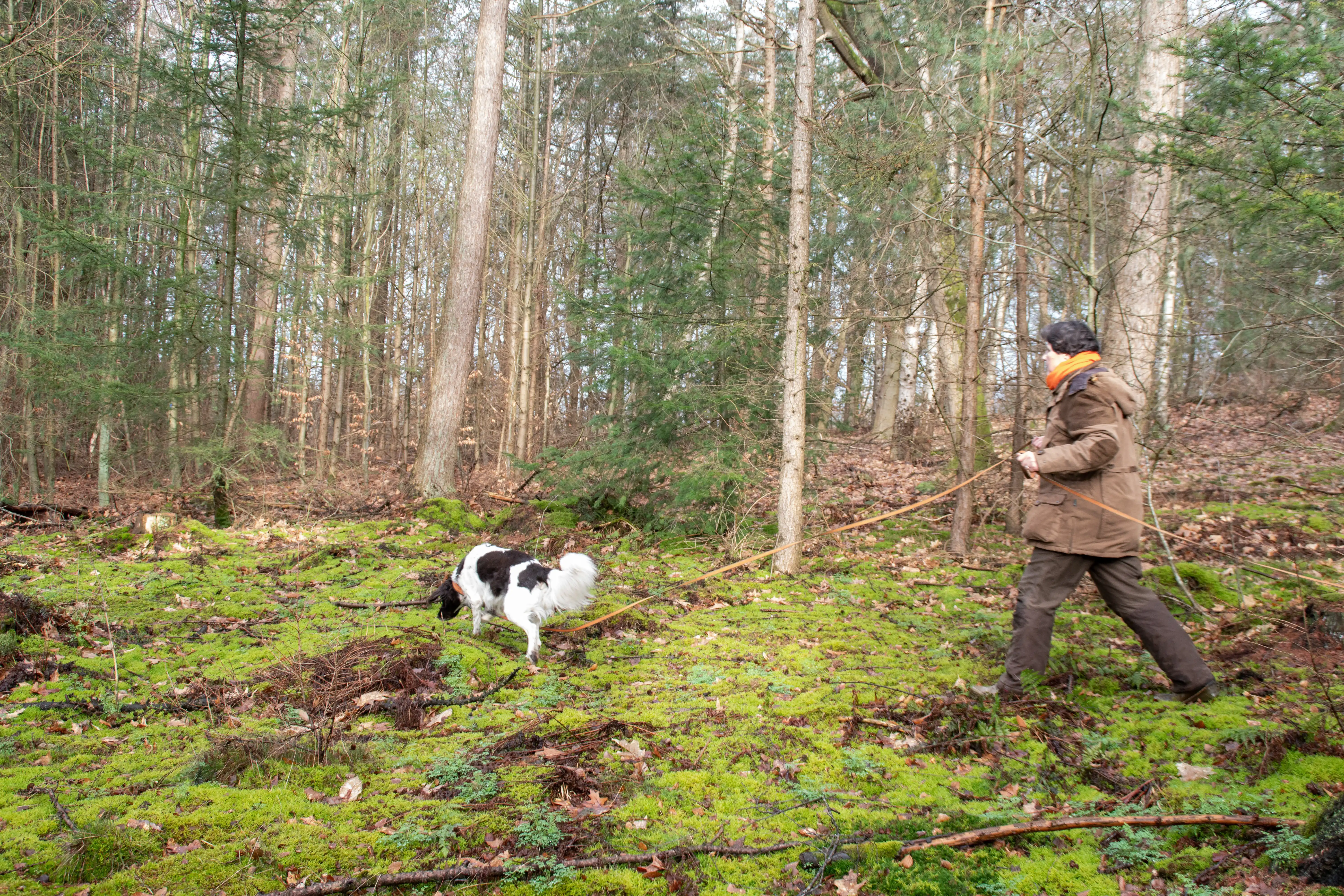 Heidewachtel werkt aan de lange lijn in het bos