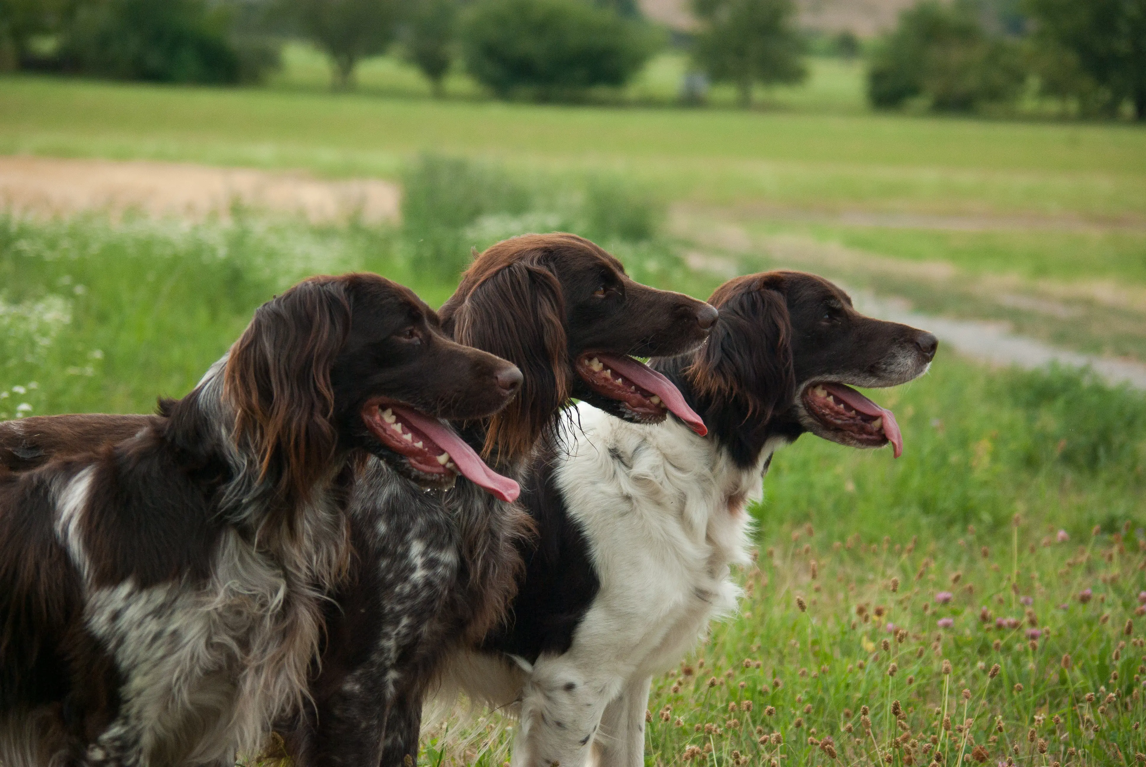 Drie Heidewachtels in het veld