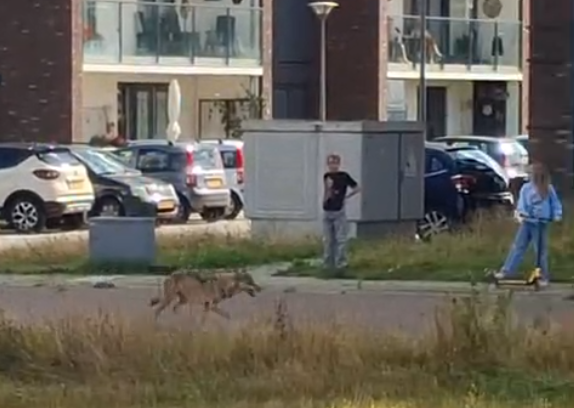 Een wolf loopt op 24 augustus 2026 door een woonwijk in Epe en passeert daarbij op korte afstand spelende kinderen.