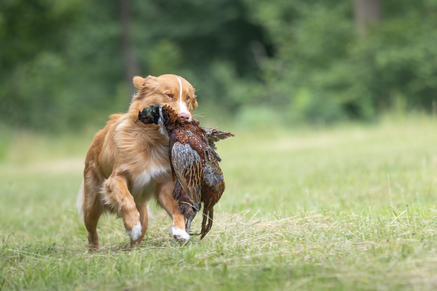Nova Scotia Duck Tolling Retriever apporteert een fazantenhaan