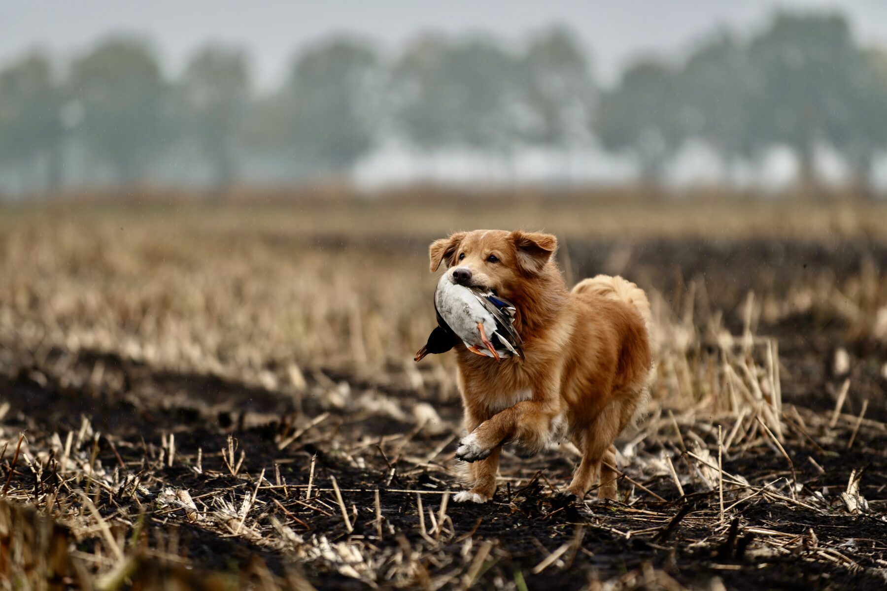 Nova Scotia Duck Tolling Retriever apporteert een eend