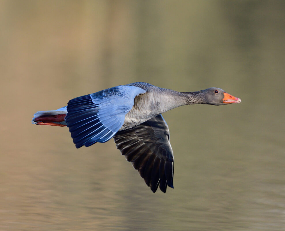 Grauwe gans